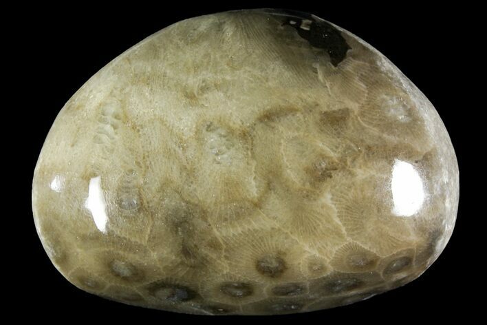 Polished Petoskey Stone (Fossil Coral) - Michigan #156084